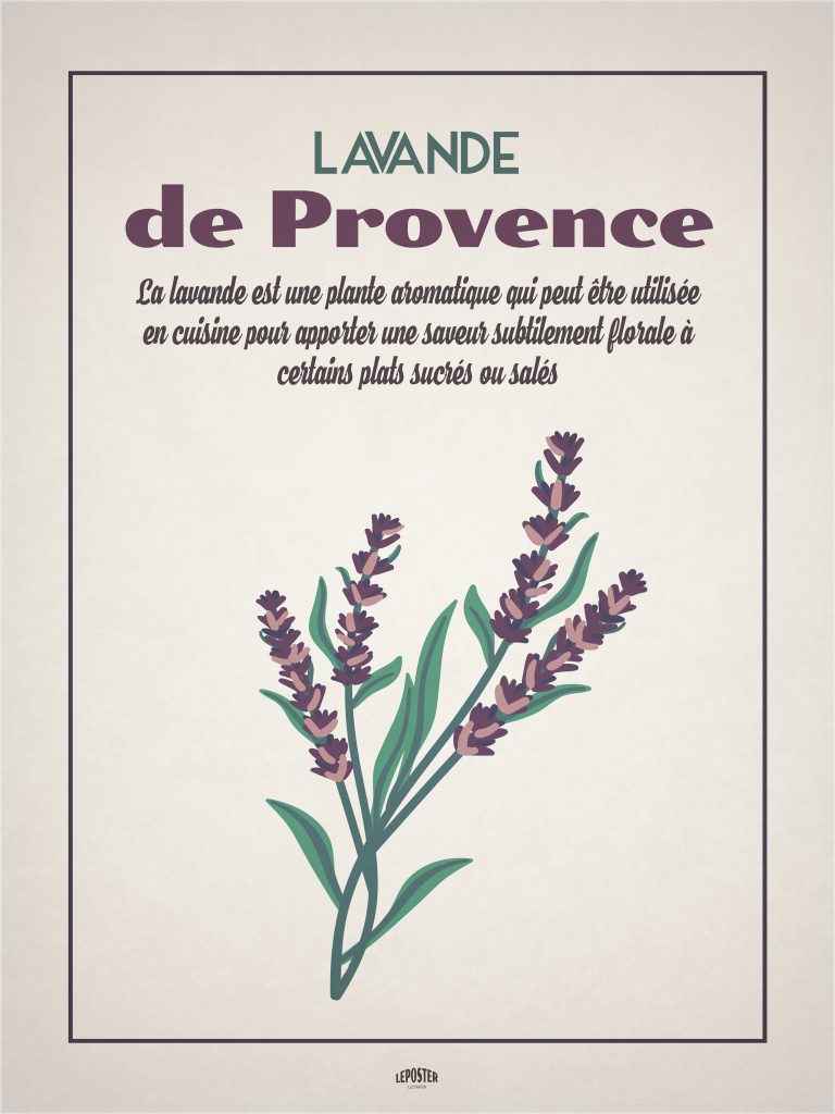 Lavande de Provence